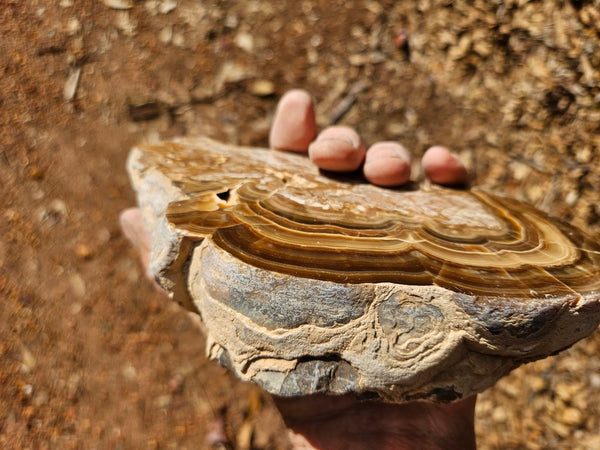 Polished Aragonite AR103