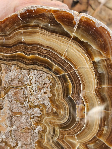 Polished Aragonite AR103