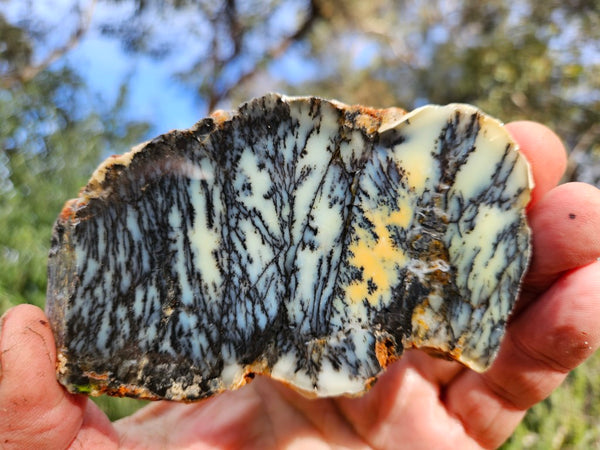 Polished Dendritic Opal slab DO244