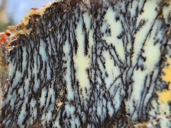 Polished Dendritic Opal slab DO244