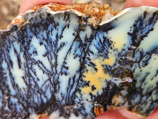 Polished Dendritic Opal slab DO244