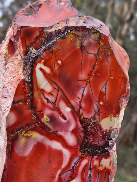 Polished Mookaite display specimen MK595