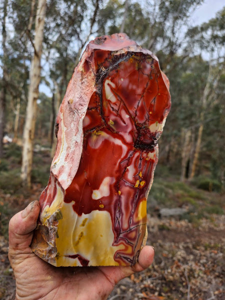 Polished Mookaite display specimen MK595