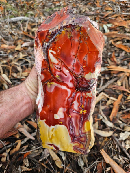 Polished Mookaite display specimen MK595