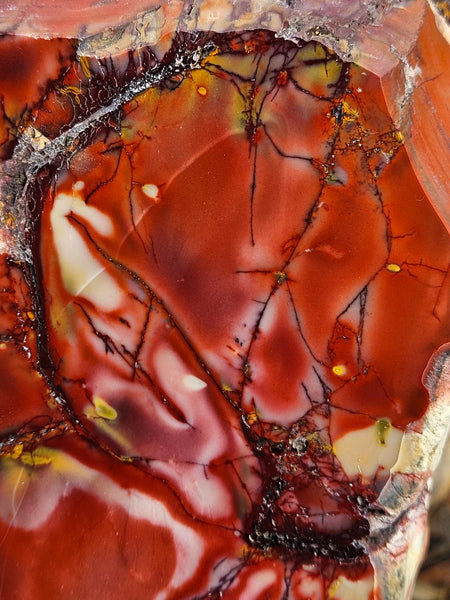Polished Mookaite display specimen MK595