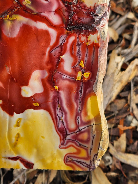 Polished Mookaite display specimen MK595