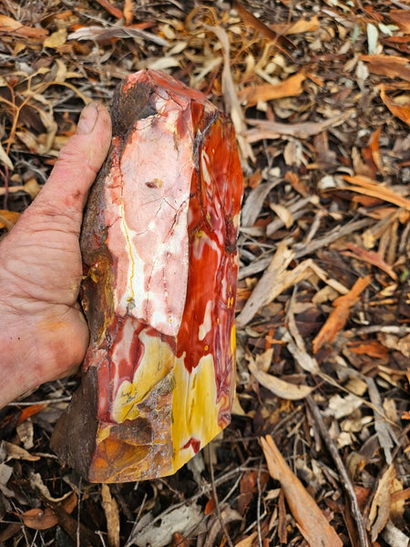 Polished Mookaite display specimen MK595