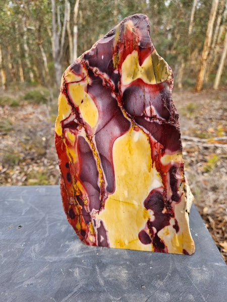 Polished Mookaite display specimen MK594