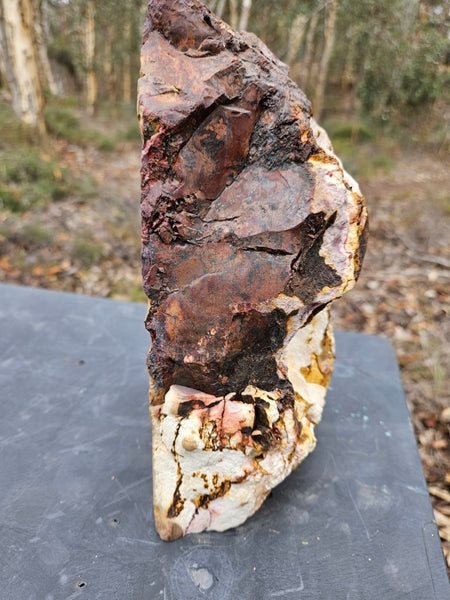 Polished Mookaite display specimen MK594