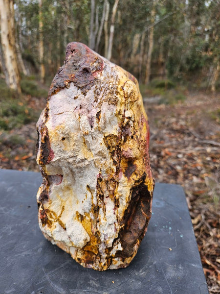 Polished Mookaite display specimen MK594