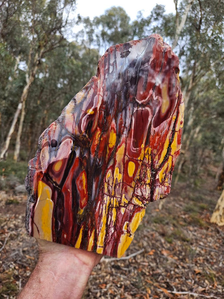Polished Mookaite display specimen MK593