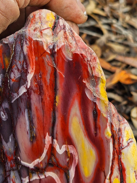 Polished Mookaite display specimen MK593