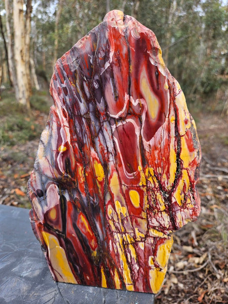 Polished Mookaite display specimen MK593
