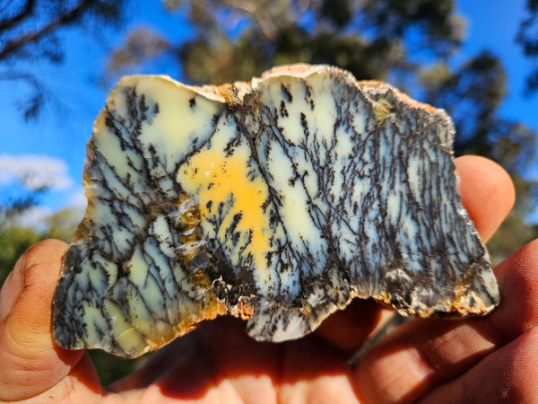 Polished Dendritic Opal slab DO246