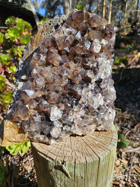 Wyloo smoky Quartz cluster. AM159