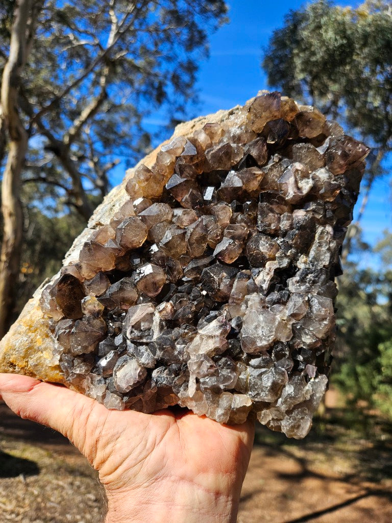 Wyloo smoky Quartz cluster. AM159