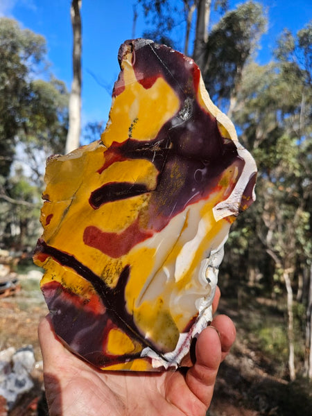 Polished Mookaite display specimen MK603