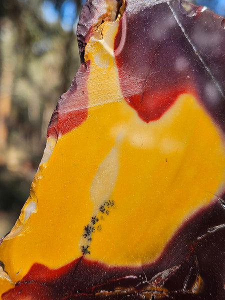 Polished Mookaite display specimen MK603
