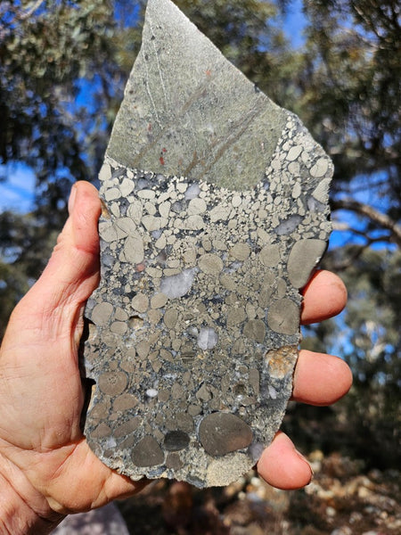 Polished Beaton's Creek auriferous conglomerate slab BC123