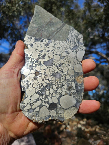 Polished Beaton's Creek auriferous conglomerate slab BC123