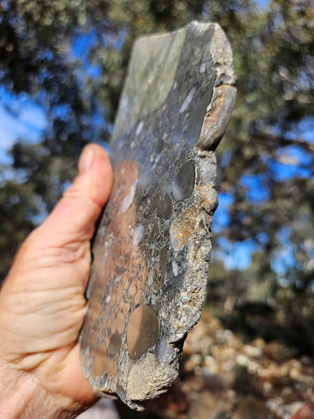 Polished Beaton's Creek auriferous conglomerate slab BC123