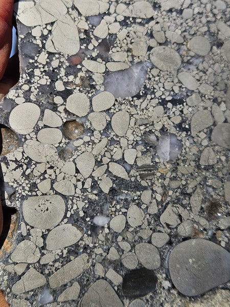 Polished Beaton's Creek auriferous conglomerate slab BC123