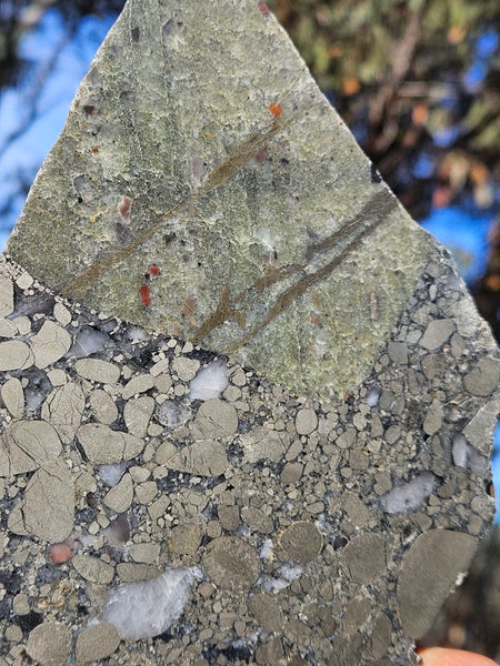 Polished Beaton's Creek auriferous conglomerate slab BC123