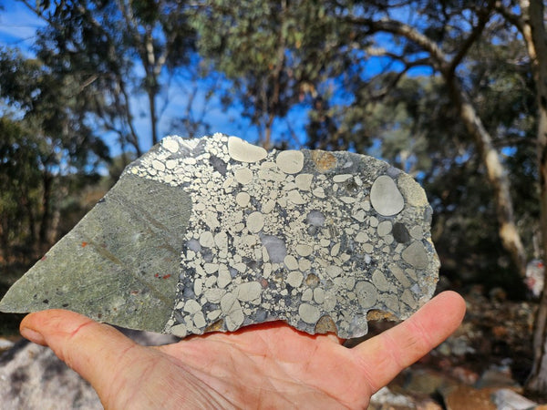 Polished Beaton's Creek auriferous conglomerate slab BC123