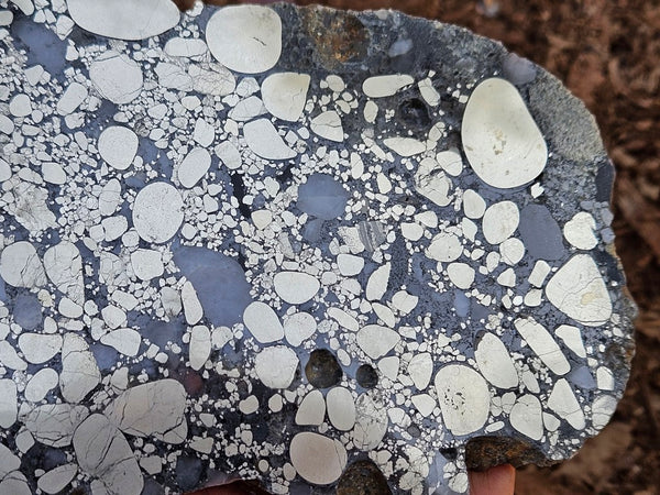 Polished Beaton's Creek auriferous conglomerate slab BC123