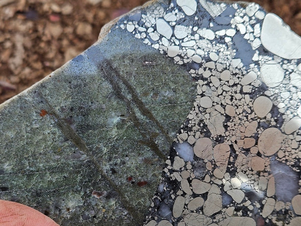 Polished Beaton's Creek auriferous conglomerate slab BC123