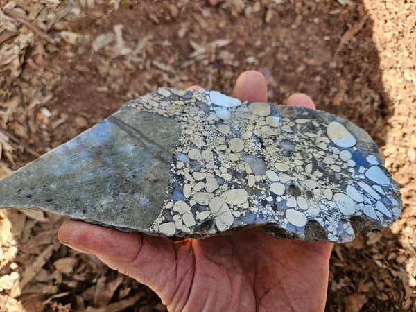 Polished Beaton's Creek auriferous conglomerate slab BC123
