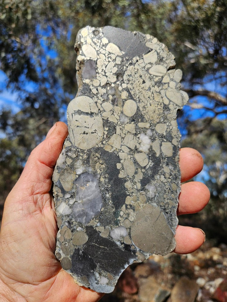Polished Beaton's Creek auriferous conglomerate slab BC124