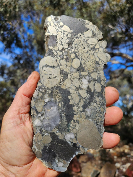 Polished Beaton's Creek auriferous conglomerate slab BC124