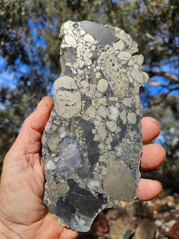 Polished Beaton's Creek auriferous conglomerate slab BC124