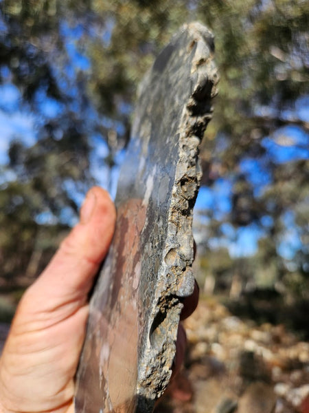Polished Beaton's Creek auriferous conglomerate slab BC124
