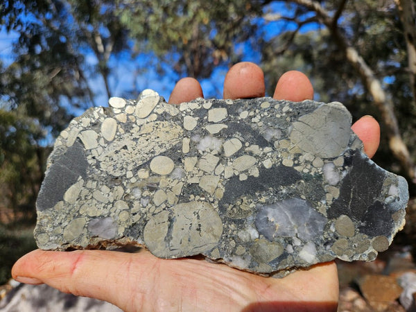Polished Beaton's Creek auriferous conglomerate slab BC124