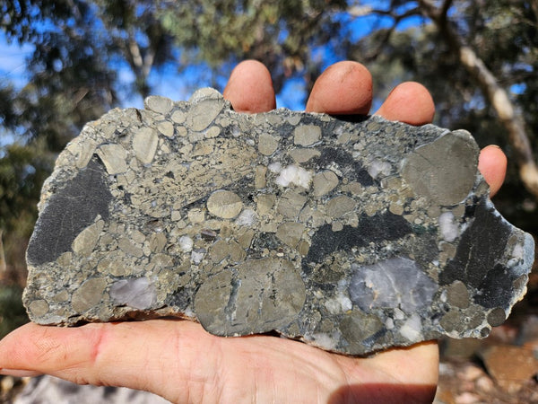 Polished Beaton's Creek auriferous conglomerate slab BC124
