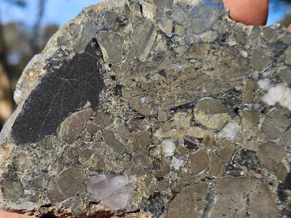 Polished Beaton's Creek auriferous conglomerate slab BC124