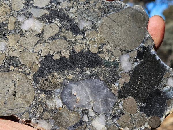 Polished Beaton's Creek auriferous conglomerate slab BC124