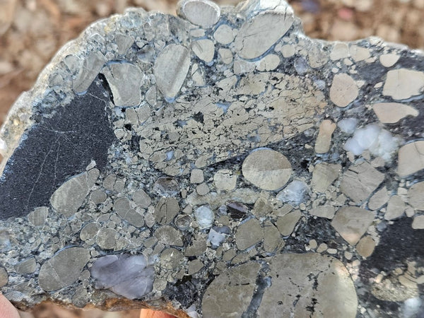 Polished Beaton's Creek auriferous conglomerate slab BC124