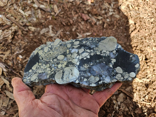 Polished Beaton's Creek auriferous conglomerate slab BC124