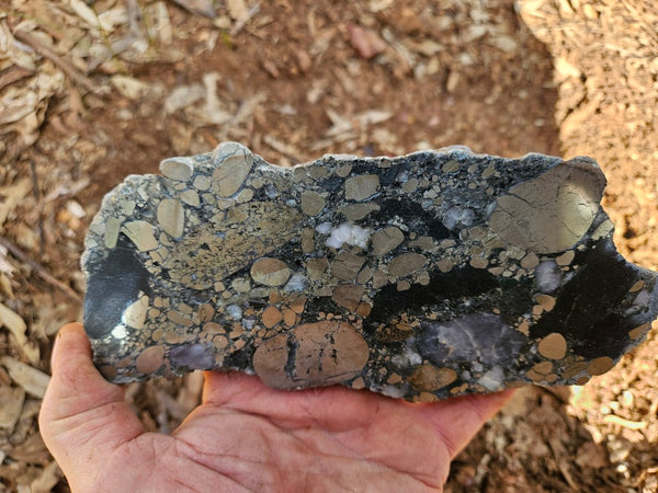 Polished Beaton's Creek auriferous conglomerate slab BC124