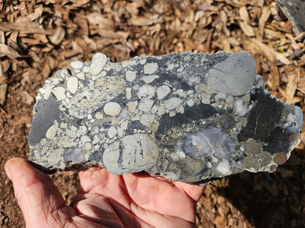 Polished Beaton's Creek auriferous conglomerate slab BC124