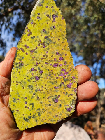 Polished Stichtite in Serpentine slab (Atlantisite) STI155