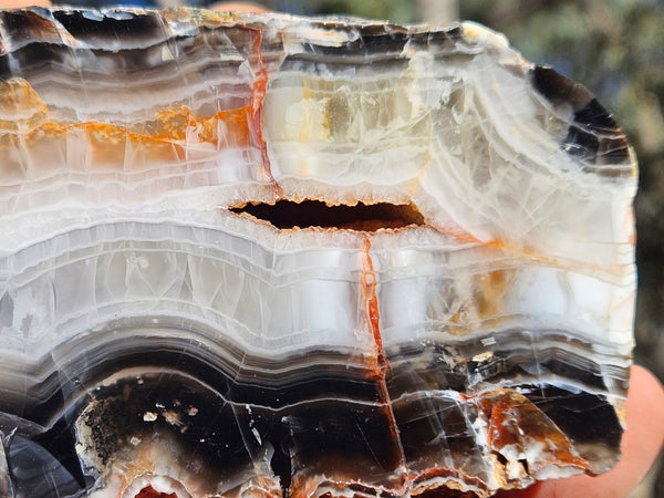 Polished Pilbara Agate PA292