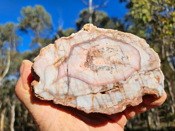 Polished Pilbara Agate PA291