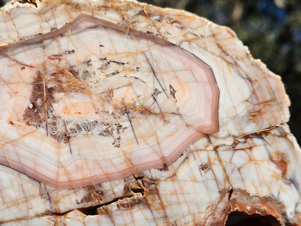 Polished Pilbara Agate PA291