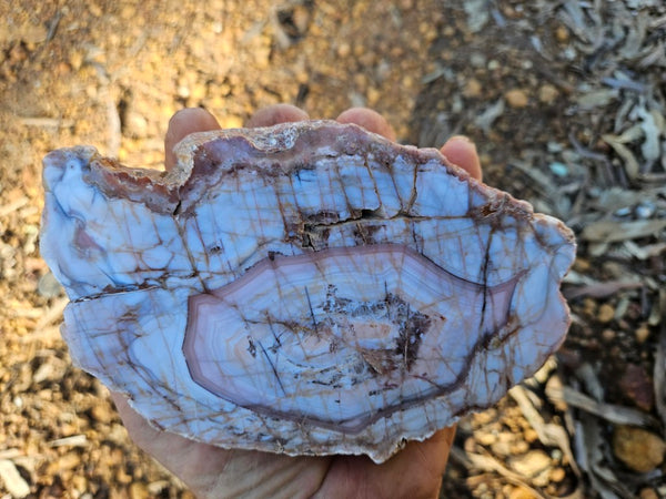 Polished Pilbara Agate PA291