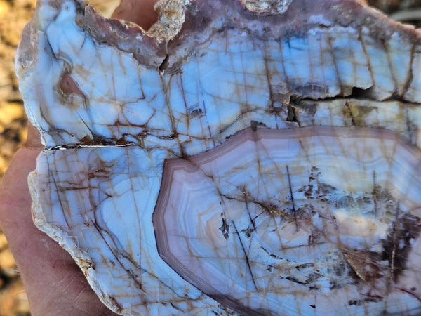 Polished Pilbara Agate PA291