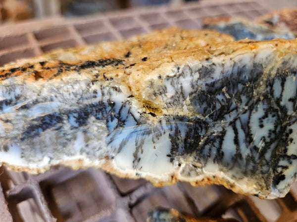 Dendritic Opal  rough.  DOR282